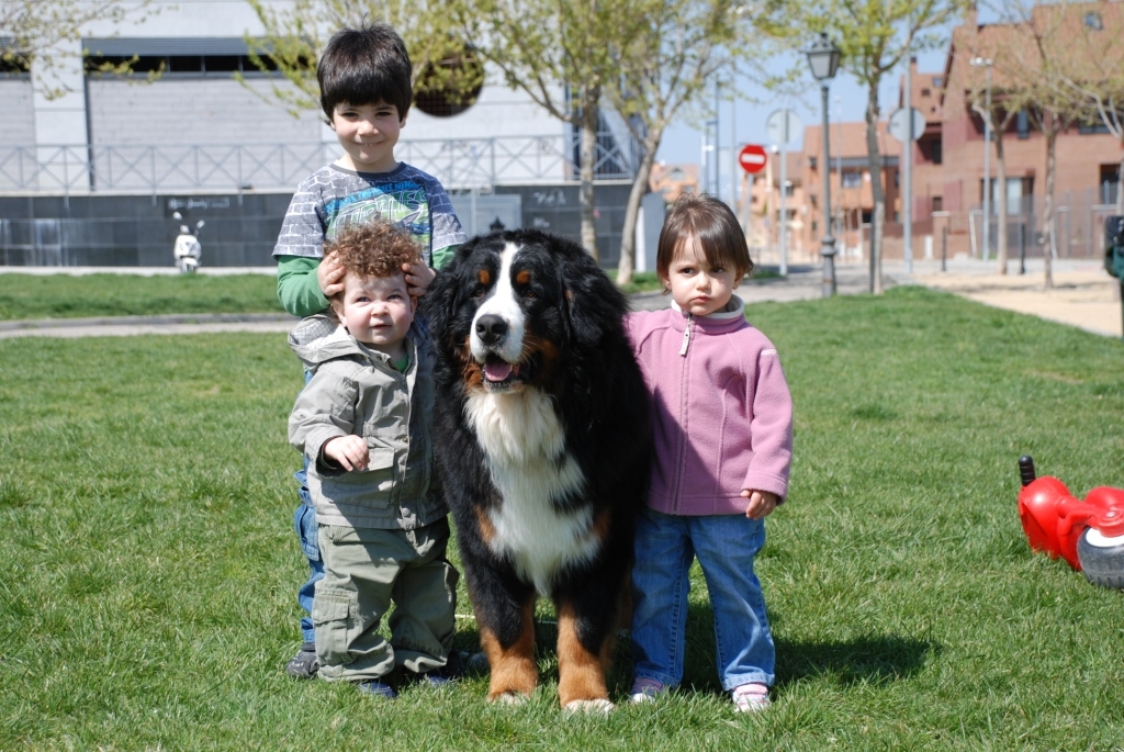 beo and kids bernese